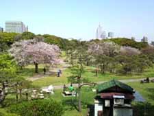 お花見散歩（浜離宮庭園・浅草）